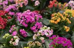 Kalanchoe Blossfelda