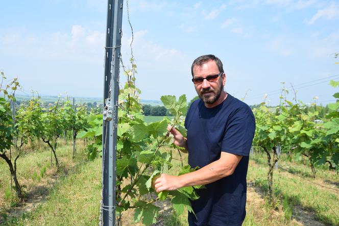 Dariusz Rosół. Pierwszy winiarz w Polsce, który może robić wino mszalne