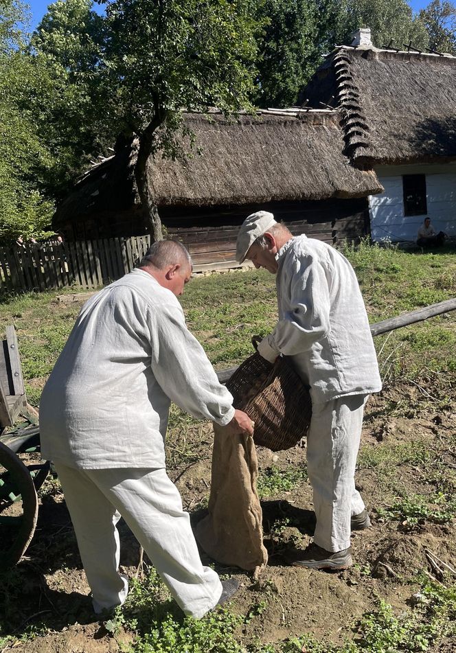 Tradycyjne wykopki w Muzeum Wsi Lubelskiej. Tak kiedyś zbierano ziemniaki