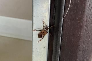 Wtyk amerykański jesienią wchodzi do domów