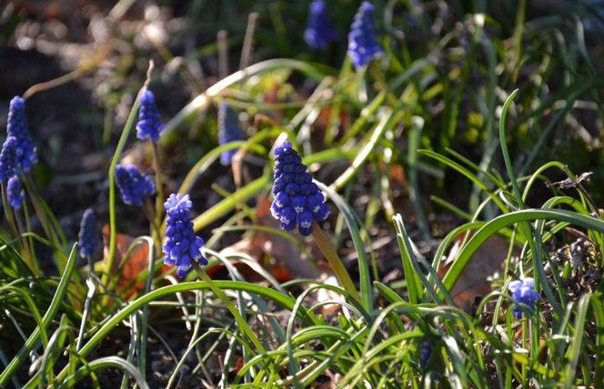 Szafirek,Muscari azureum