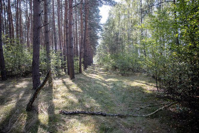 Koszmar w lesie pod Środą Wielkopolską. Znaleziono ciało młodej policjantki i jej syna