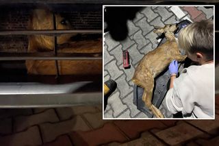 Strażak mówi o sytuacji jeden na milion. Tak się skończyło zderzenie auta z sarną [ZDJĘCIA]