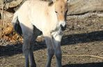  Warszawskie zoo ma nowego mieszkańca. To trzecie dziecko Primy i Larsa