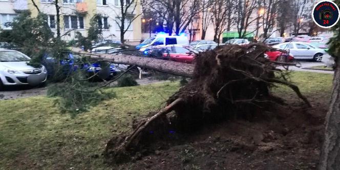 Dudley sieje zniszczenie w Warszawie. Powyrywane drzewa runęły na auta