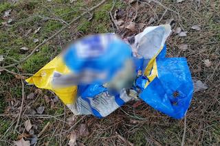 Policjanci pomogli porzuconemu w lesie psu