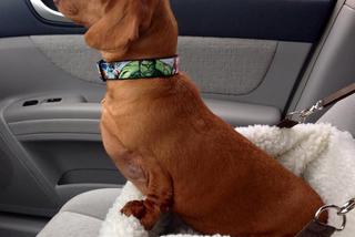 Dennis prawie zmarł z przekarmienia. Jamnik ważył 25 kg! Jak wygląda po intensywnej diecie?