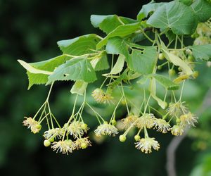 Lipa - właściwości lecznicze 