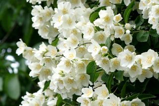 Jaśminowiec wonny - Philadelphus coronarius