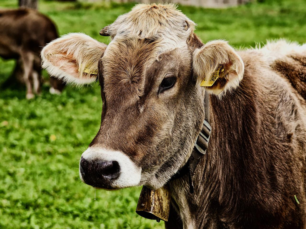 Główny Urząd Statystyczny poszukuje rachmistrzów terenowych