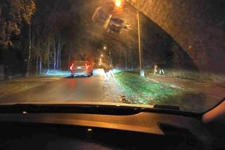 Wielkie łosie zablokowały ruch na ulicy w Warszawie