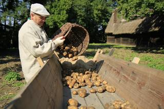 Wykopki kartoflane w lubelskim skansenie
