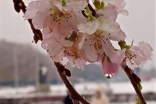 Wiśnia japońska na Jasnych Błoniach obsypała się kwiatami