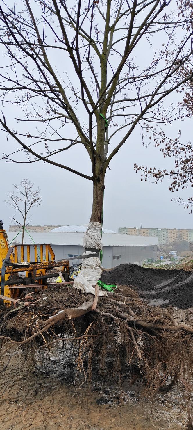 Nasadzenia przy ulicy Bożeny w Szczecinie