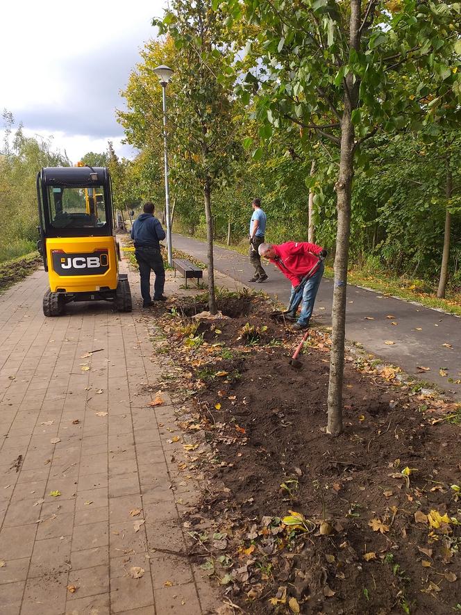 Nowe drzewa nad jeziorem Długim. Dlaczego stare zostały usunięte? [FOTO]