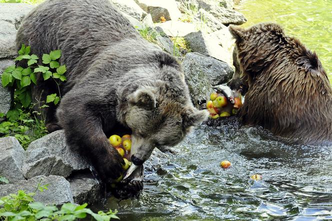 Zoo Wrocław: Niedźwiedzie brunatne