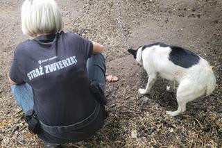 Kalisz. W zamian za majątek, mieli zająć się psem seniorki! Kodi przeszedł przez piekło