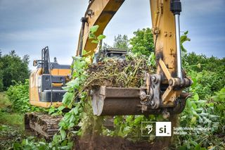 Walka z rdestowcem na budowie Trasy Północnej