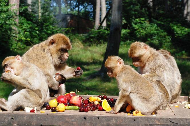 Zoo w Ueckermuende