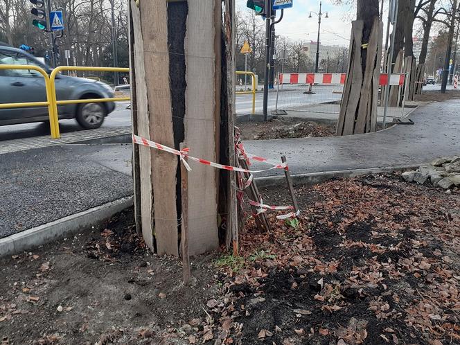 Lipy wzdłuż Alei św.Jana Pawła II w Toruniu