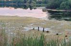 Jezioro Długie zarasta inwazyjna roślina. Radny interweniuje [ZDJĘCIA]