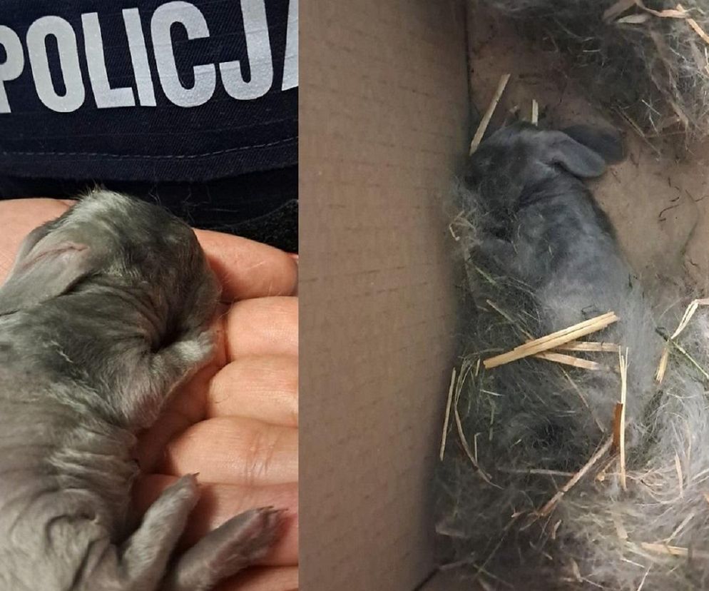 Malutkie króliczki porzucone przy cmentarzu na pewną śmierć. To, co się stało później, wzrusza do łez