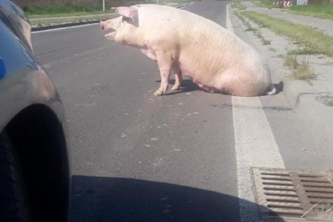 Leżajsk: Niepokorna świnia chciała żyć! UCIEKŁA z transportu do UBOJNI