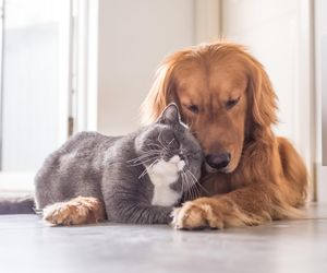 Słodkie imiona dla kotek