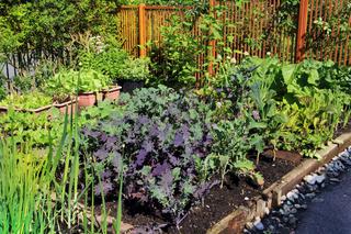 Mniej popularne warzywa wracają do łask - jak je uprawiać w ogrodzie?