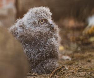 We Wrocławskim zoo wykluły się śnieżnobiałe puchacze. Są rozkoszne!