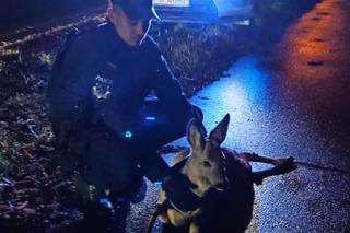 Policjanci ze Stargardu uratowali sarenkę