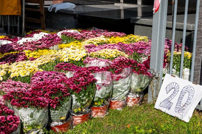 Chryzantemy doniczkowe