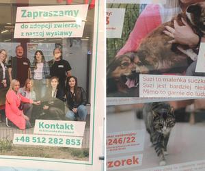 Ich historie chwytają za serce! Czworonogi do adopcji można zobaczyć w bydgoskiej galerii handlowej