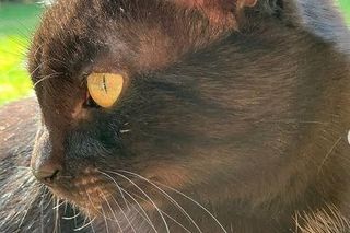 Iga Świątek opłakuje śmierć kotki Grappy