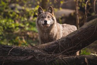 ZOO Wrocław - Wilk Miłek