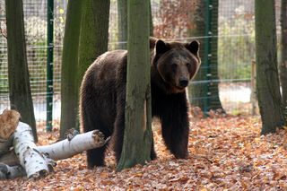 Uratowany przed piekłem, dziś walczy z bólem. Historia Borysa poruszyła tysiące serc