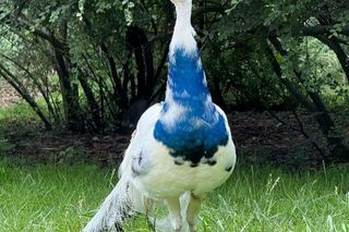 Stado pawi w Ogrodzie Saskim w Lublinie się powiększyło!