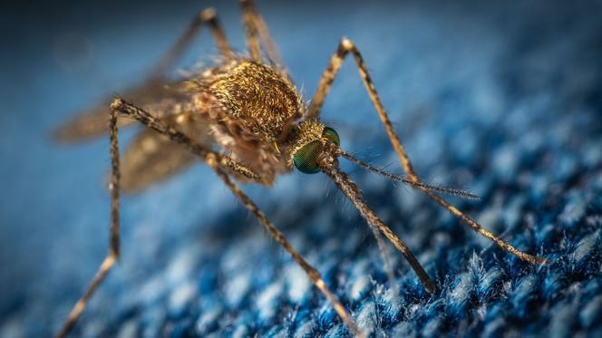 Środki przeciwko komarom są nieskuteczne? NAUCZYŁY SIĘ jak ich unikać! 