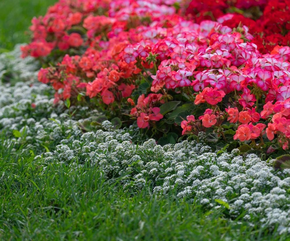 Pelargonia rabatowa 
