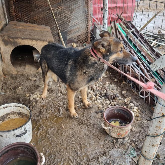 Pies przetrzymywany był w fatalnych warunkach