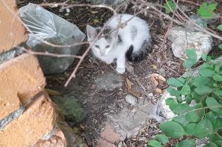 Bezdomne koty z Leszna