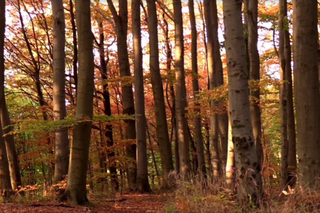 Złota jesień w Puszczy Bukowej na wyjątkowym filmie. Aż chce się wybrać na długi spacer! [WIDEO]