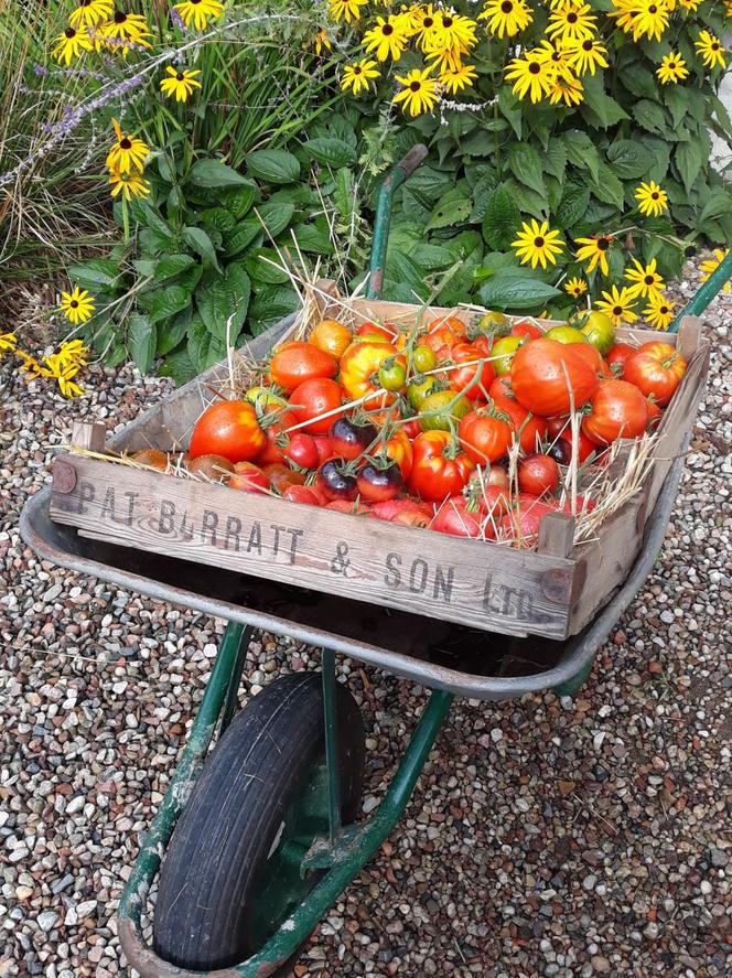 Ekologiczna uprawa pomidorów pod osłonami