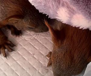 Malutkie wiewiórki zaatakowane przez kota trafiły do Ady [GALERIA]