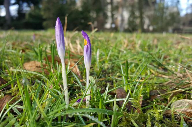 Pogoda oszalała! W Bydgoszczy rosną krokusy i przebiśniegi 