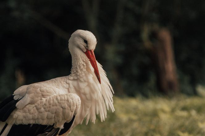 Po raz piąty można się starać o wojewódzką kasę na in-vitro