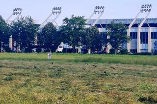 Sianokosy na Błoniach 2024