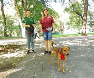 Parkowe łapki - schroniskowe psiaki w parku miejskim w Zamościu