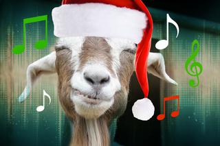Kolędy na Boże Narodzenie 2015 w wykonaniu kóz - posłuchaj kolędy Cicha noc