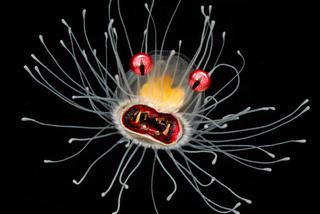 Meduzy mutanty niosą zagładę